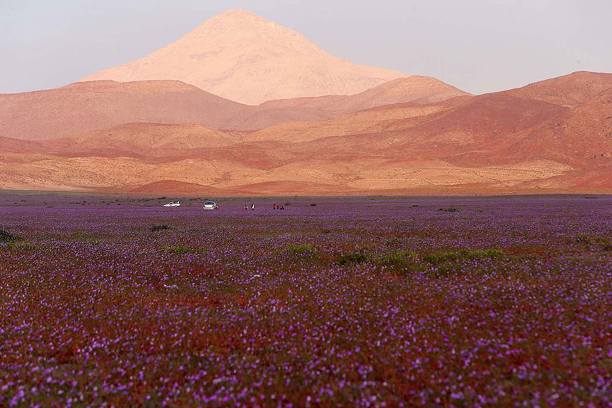 florecimiento-desierto-atacama-chile (5)