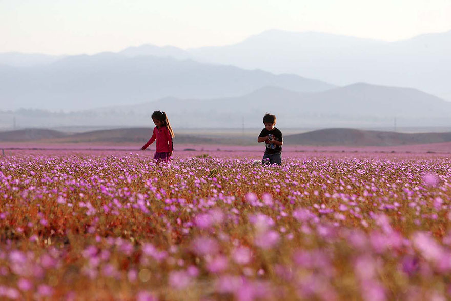 florecimiento-desierto-atacama-chile (7)