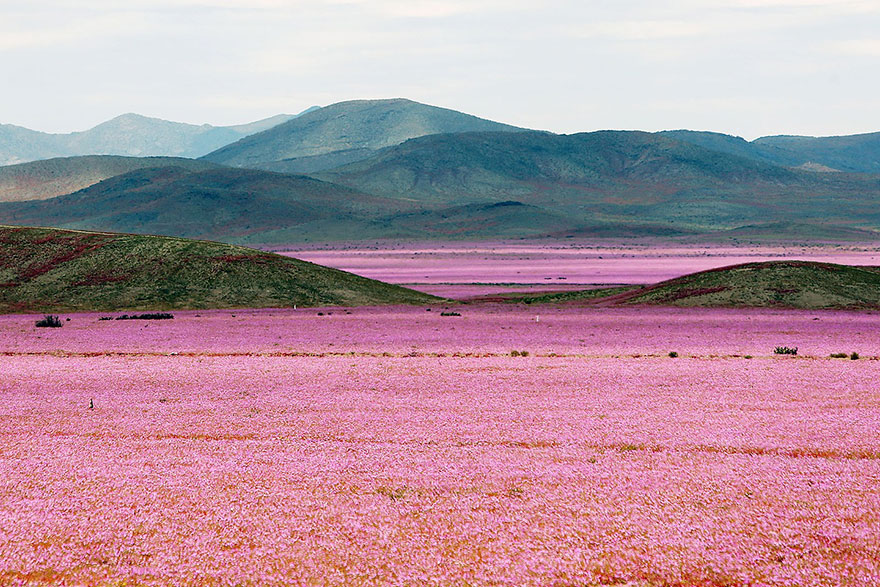 florecimiento-desierto-atacama-chile (8)