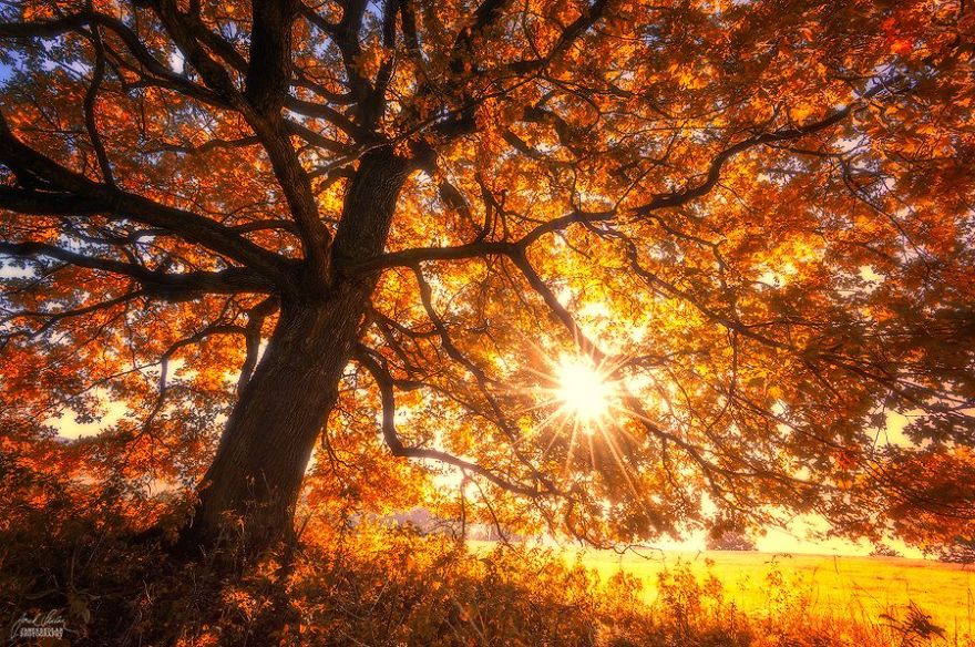 fotografia-bosques-otono-janek-sedlar (1)