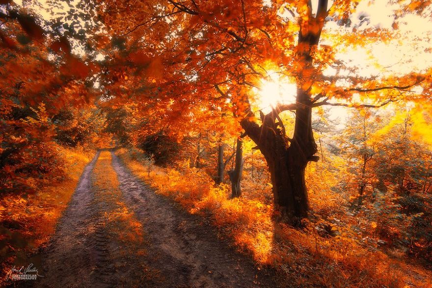 fotografia-bosques-otono-janek-sedlar (10)
