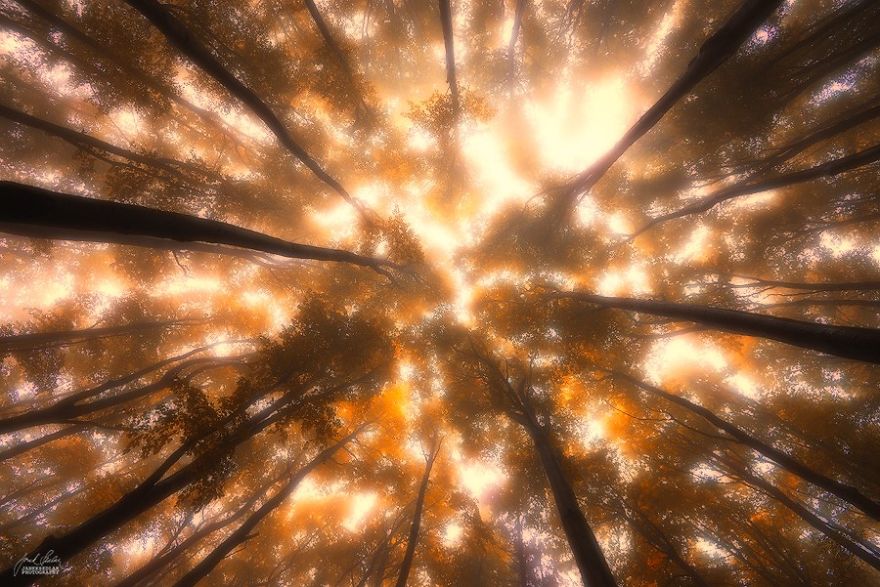 fotografia-bosques-otono-janek-sedlar (11)