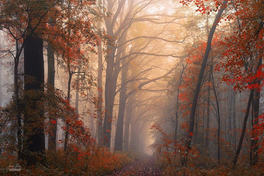 fotografia-bosques-otono-janek-sedlar (12)