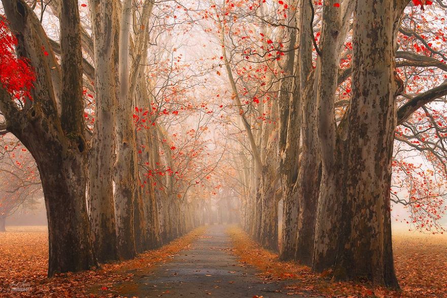 fotografia-bosques-otono-janek-sedlar (13)