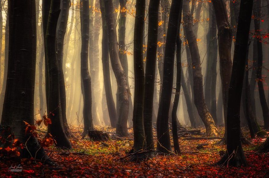 fotografia-bosques-otono-janek-sedlar (14)