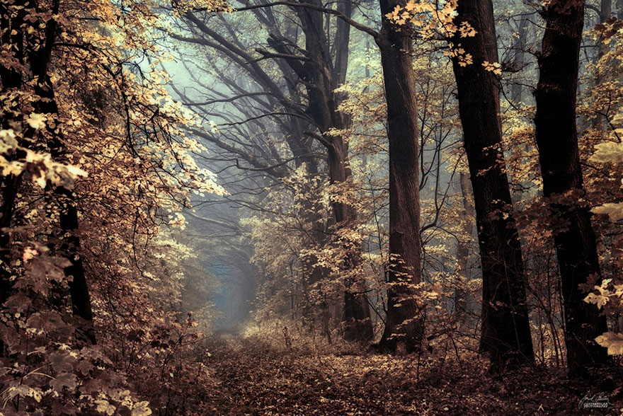 fotografia-bosques-otono-janek-sedlar (15)