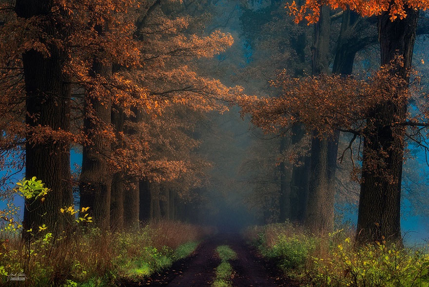 fotografia-bosques-otono-janek-sedlar (16)