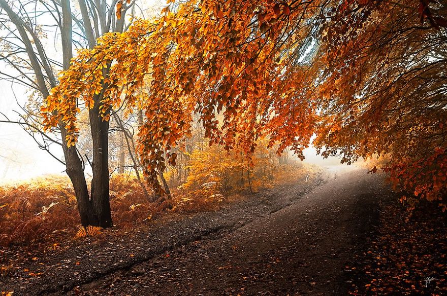 fotografia-bosques-otono-janek-sedlar (17)