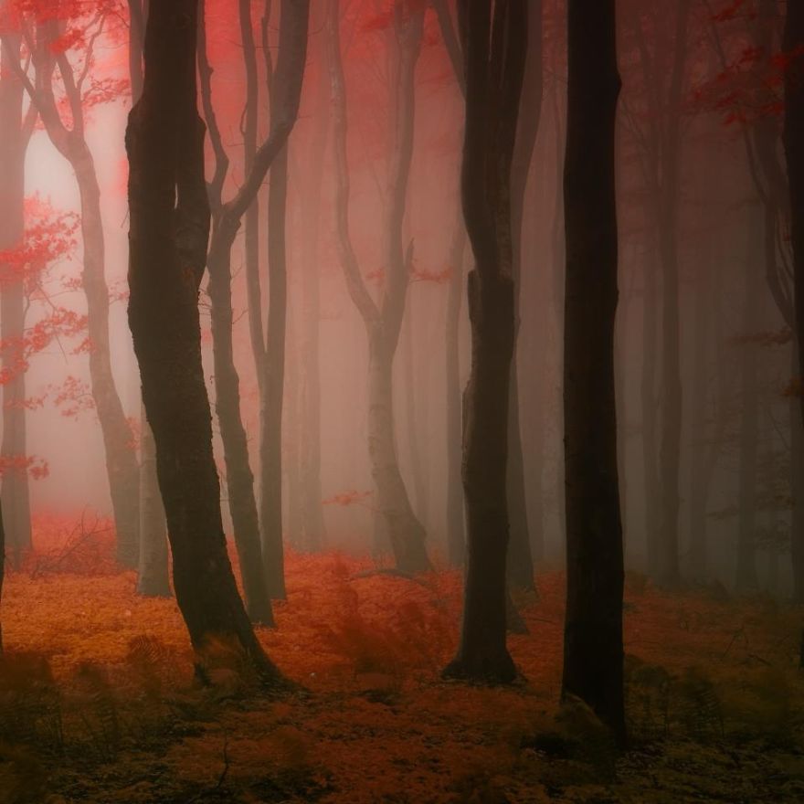 fotografia-bosques-otono-janek-sedlar (18)