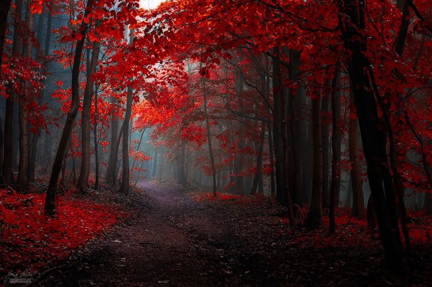 fotografia-bosques-otono-janek-sedlar (19)
