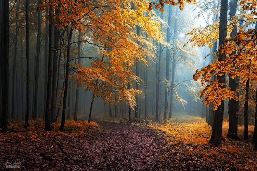 fotografia-bosques-otono-janek-sedlar (2)