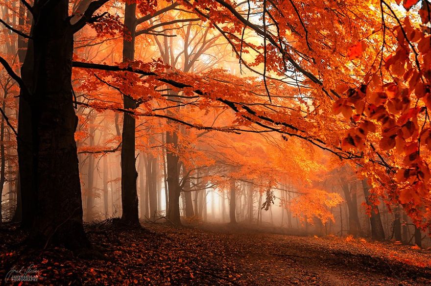 fotografia-bosques-otono-janek-sedlar (20)
