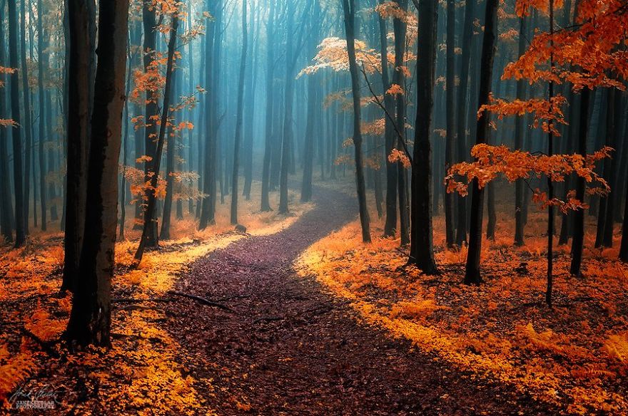 fotografia-bosques-otono-janek-sedlar (3)