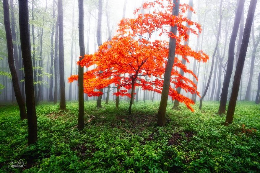 fotografia-bosques-otono-janek-sedlar (4)