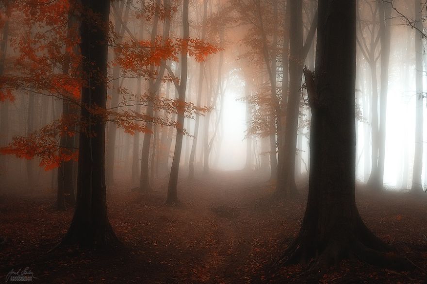 fotografia-bosques-otono-janek-sedlar (5)