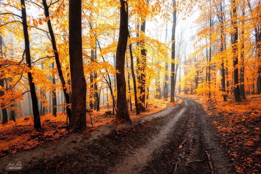 fotografia-bosques-otono-janek-sedlar (6)