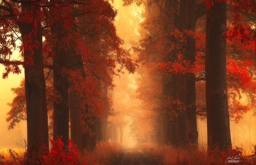 fotografia-bosques-otono-janek-sedlar (8)