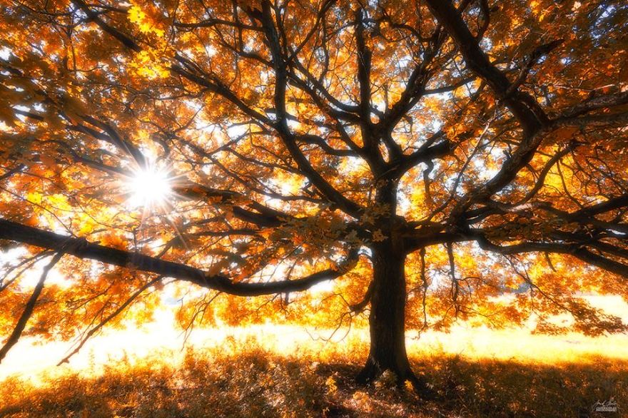 fotografia-bosques-otono-janek-sedlar (9)