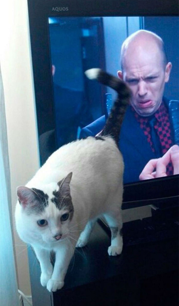 fotos-gatos-momento-justo (1)