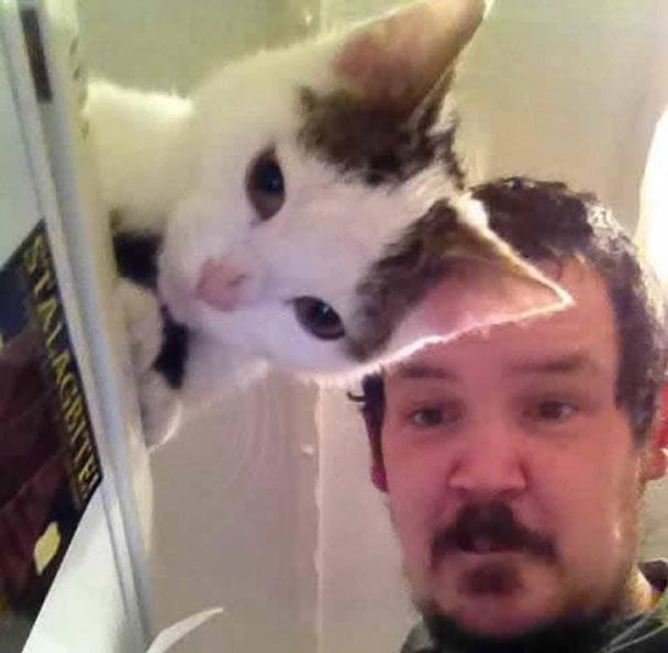 fotos-gatos-momento-justo (10)