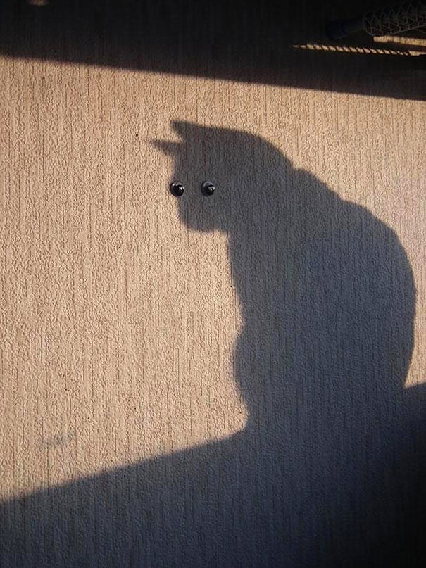 fotos-gatos-momento-justo (11)