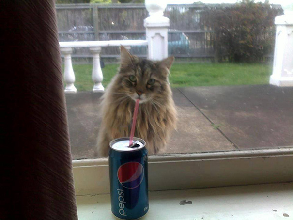 fotos-gatos-momento-justo (15)