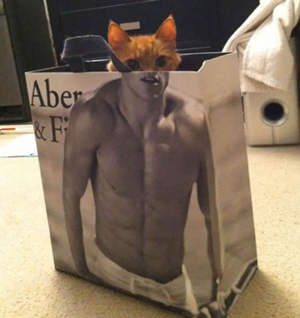 fotos-gatos-momento-justo (17)