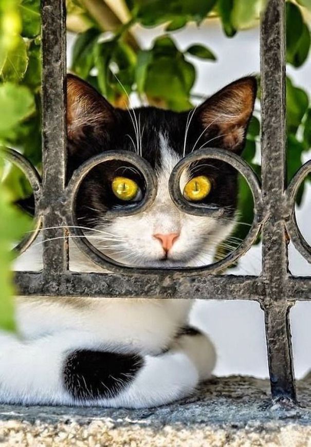 fotos-gatos-momento-justo (20)