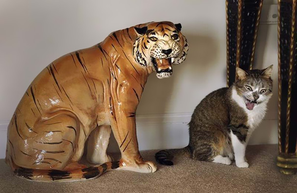 fotos-gatos-momento-justo (3)