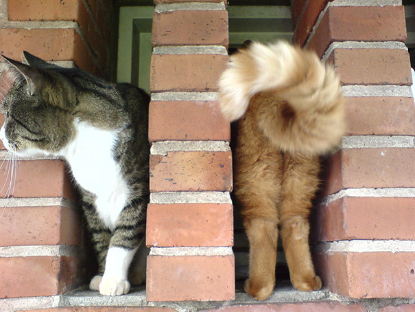 fotos-gatos-momento-justo (6)