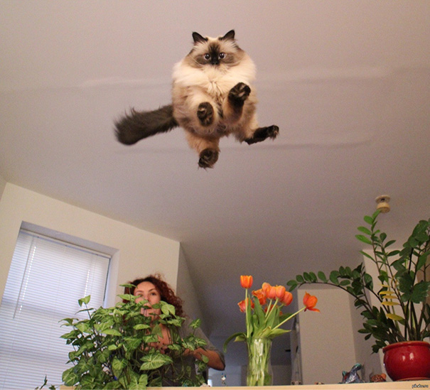 fotos-gatos-momento-justo (7)