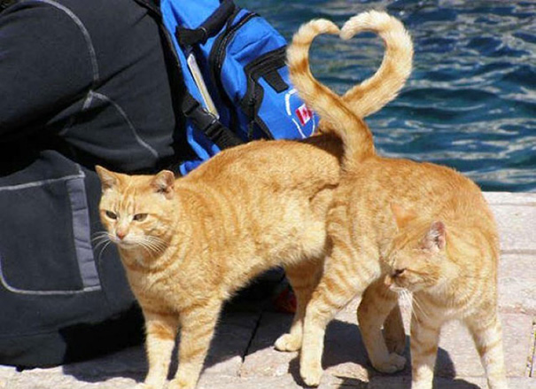 fotos-gatos-momento-justo (8)