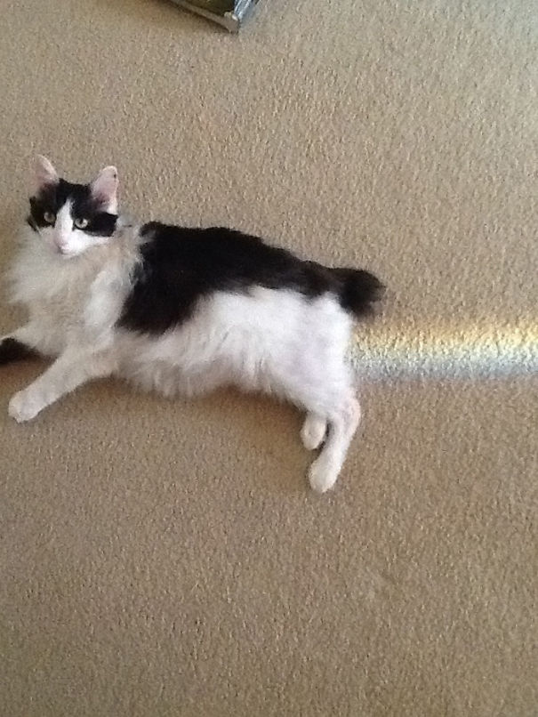 fotos-gatos-momento-justo (9)