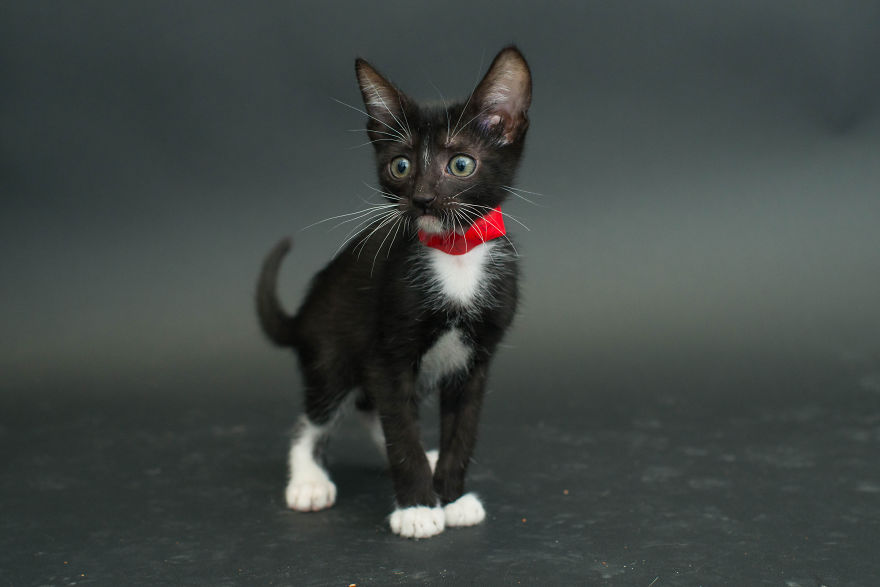 fotos-gatos-negros-adopcion (1)
