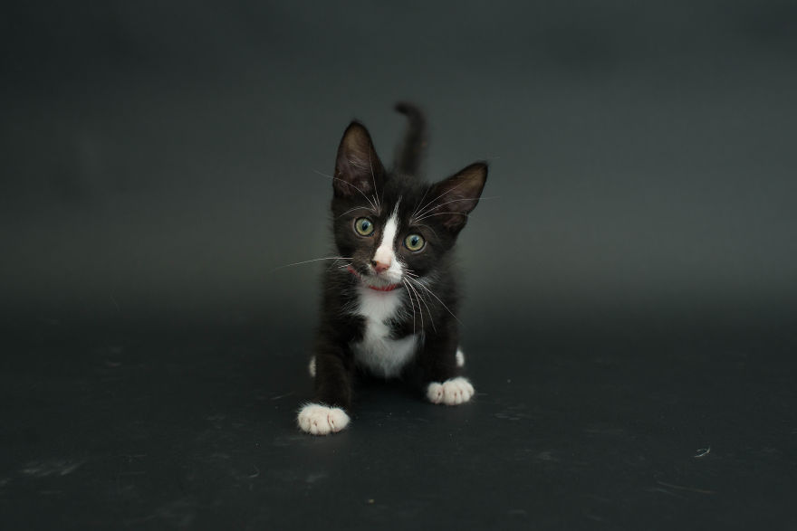 fotos-gatos-negros-adopcion (10)
