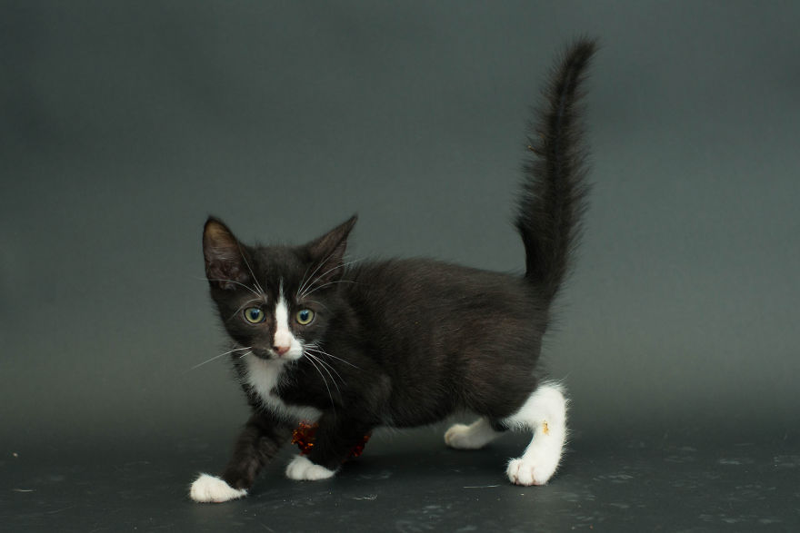 fotos-gatos-negros-adopcion (11)
