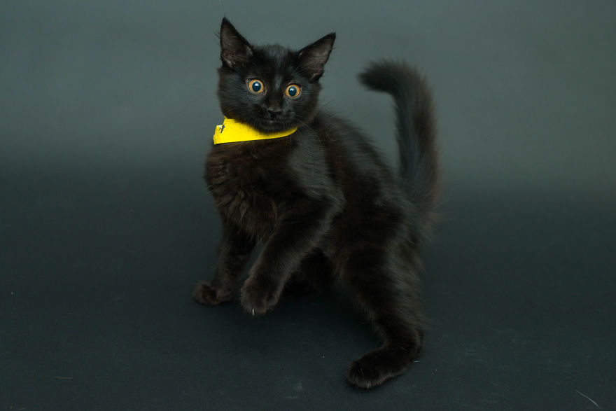 fotos-gatos-negros-adopcion (2)