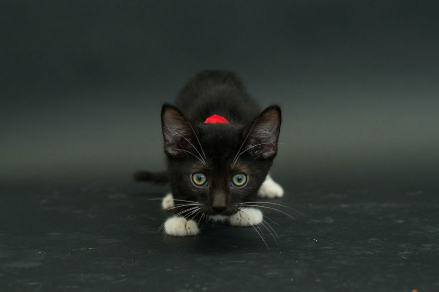 fotos-gatos-negros-adopcion (3)