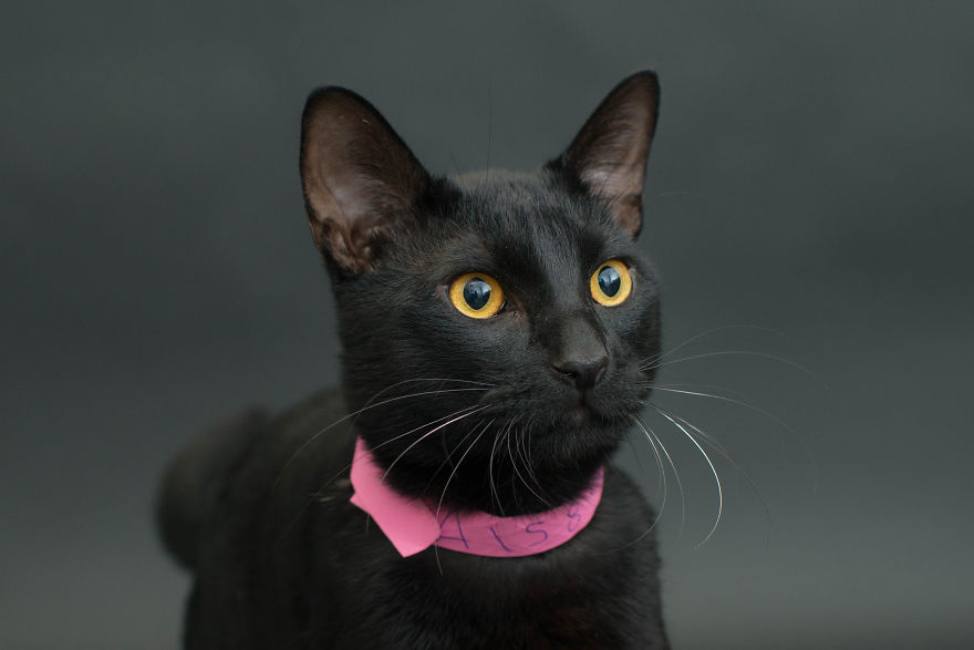 fotos-gatos-negros-adopcion (5)