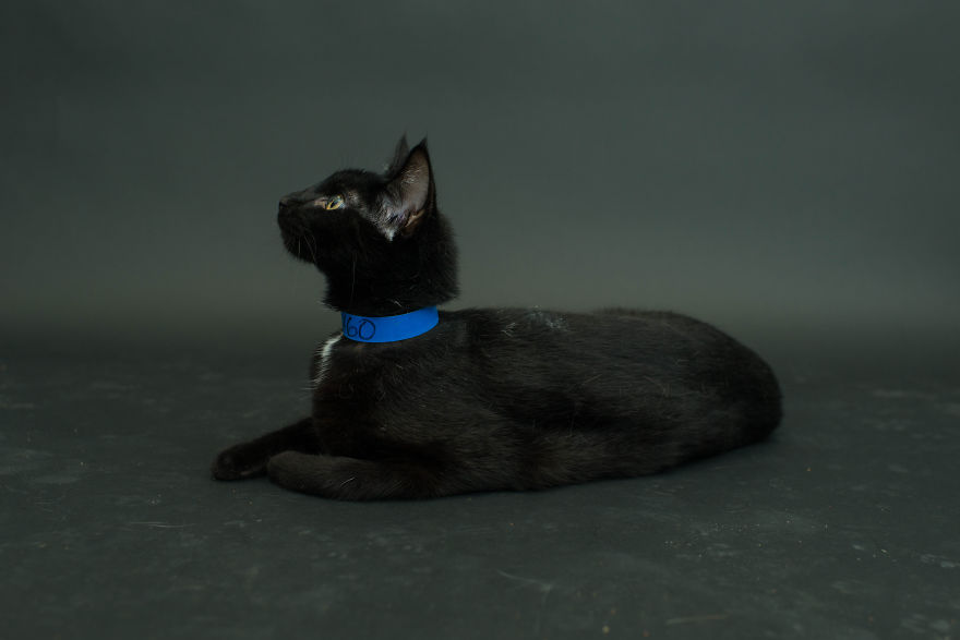 fotos-gatos-negros-adopcion (7)