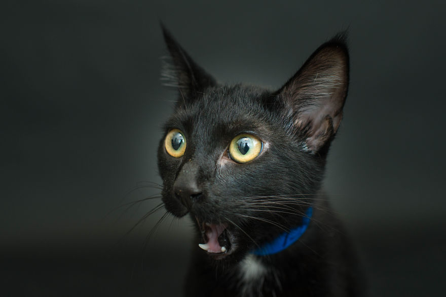 fotos-gatos-negros-adopcion (8)