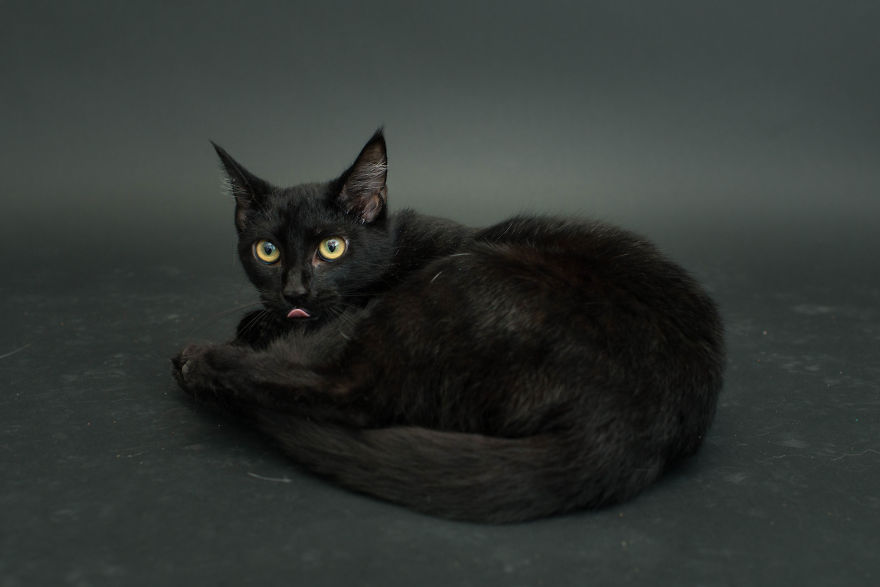 fotos-gatos-negros-adopcion (9)
