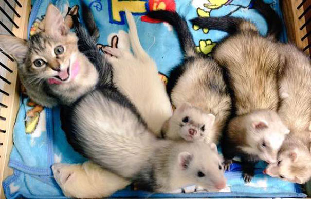 gato-komari-adoptado-familia-hurones (11)