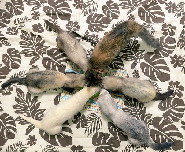 gato-komari-adoptado-familia-hurones (22)