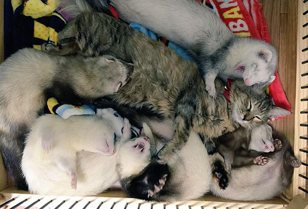 gato-komari-adoptado-familia-hurones (24)