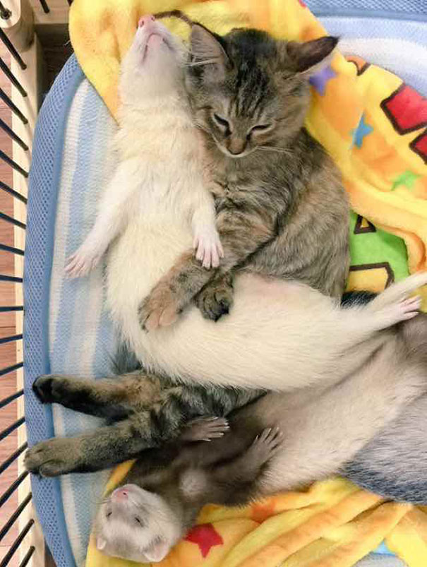 gato-komari-adoptado-familia-hurones (3)