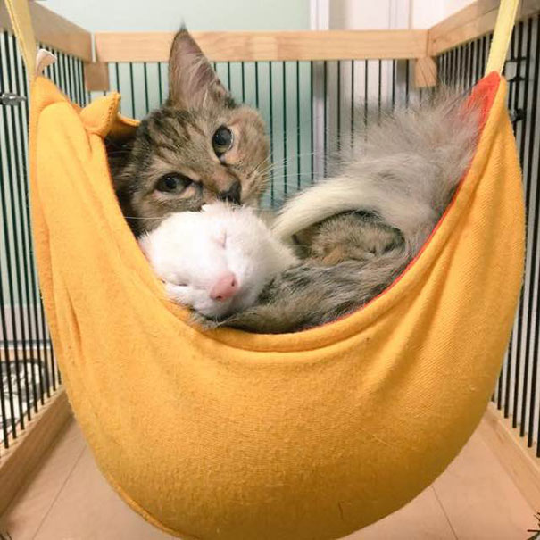 gato-komari-adoptado-familia-hurones (4)