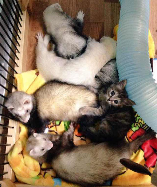 gato-komari-adoptado-familia-hurones (7)