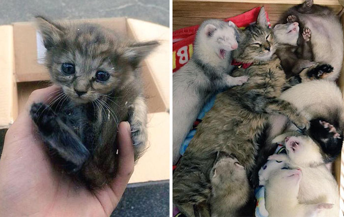 Este gatito rescatado fue adoptado por 5 hurones y cree ser uno de ellos