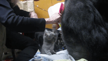 gorila-koko-regalo-cumpleanos-gatos (1)